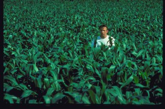In the Corn In the Corn