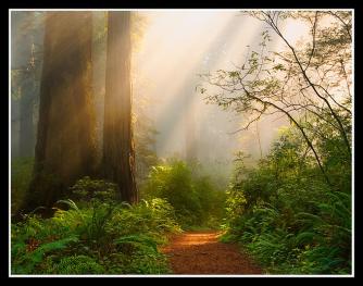 God Rays Redwoods