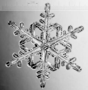 Snoowflake x4