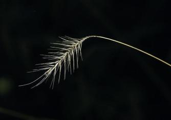 Grass Seeds