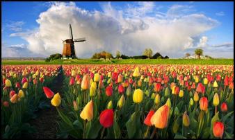 Dutch Windmill & Tulips