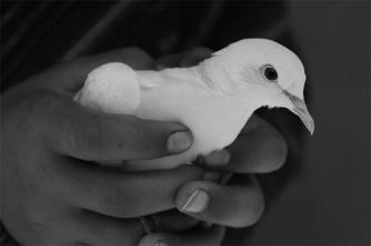 White Dove