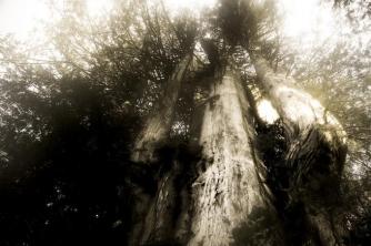 Old Growth