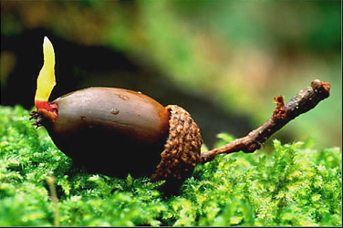 Every Acorn