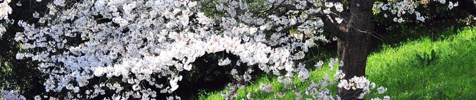 Cherry Blossoms