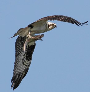 Osprey with Fish