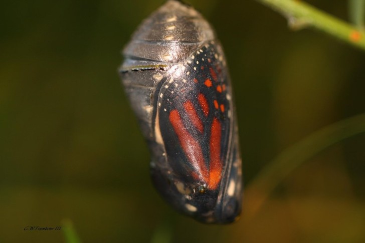Chrysalis