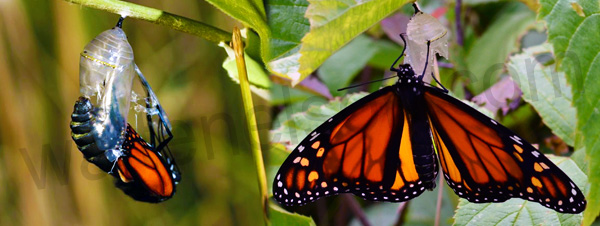 Chrysalis